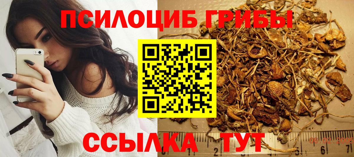 Галлюциногенные грибы Psilocybe Уссурийск